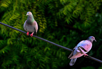 Couple Pigeon