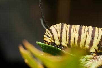 Close up monarch caterpillar showing vivid details