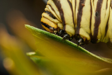Close up monarch caterpillar showing vivid details