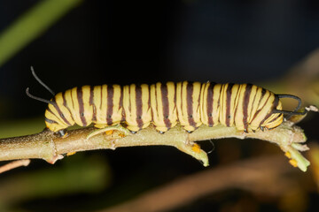 Close up monarch caterpillar showing vivid details