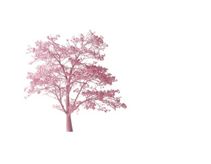 Obraz premium Blossoming pink tree silhouetted on white background with delicate branches
