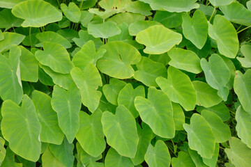 Vibrant green pattern background of a bunch of taro leaves. Agricultural industry concept. For graphic design, banners and 3D rendering