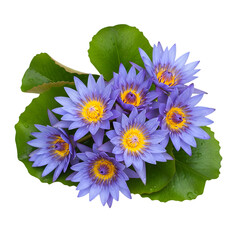 Blue Water Lily Flowers Cluster with Green Leaves - Exotic Lotus Bloom Macro