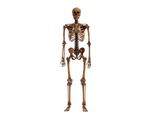 Full-length human skeleton standing tall with arms at sides