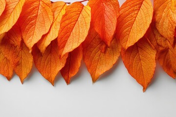 Curved border of orange foliage for a seasonal design on a white surface