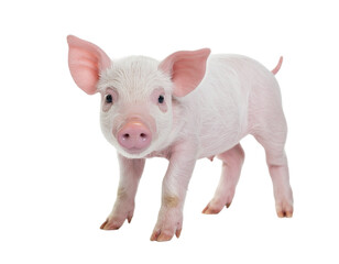 Cute pink-skinned cartoon pig standing on white background with curious expression