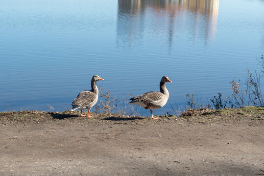 An einem warmen Sommertag laufen ein paar Enten am Seeufer entlang