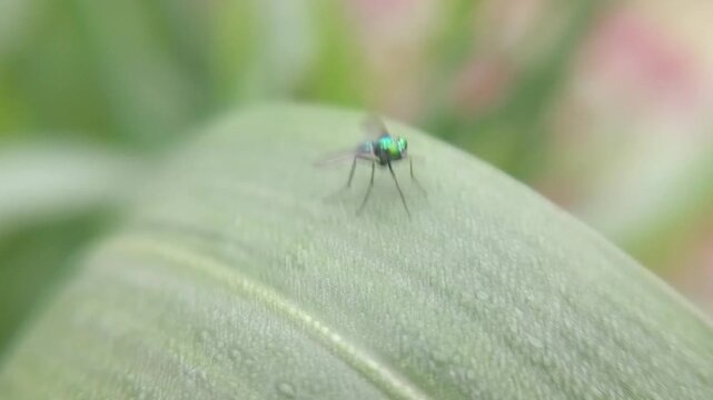 Lalat metalik hijau ramping berkaki panjang (Condylostylus sipho) pada daun yang berembun, predator hama tanaman.