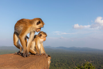 Wild monkey sitting on top of Sigiriya Rock in Sri Lanka. Tropical wildlife at ancient rock heritage site overlooking jungle landscape, representing nature, travel, and iconic Asian landmark.