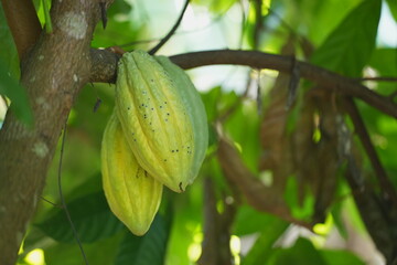 Ripe cacao pod growing on a tree trunk in a tropical garden, surrounded by green foliage and natural forest floor