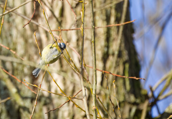 Funny blue tit hanging from a branch, blue tit showing its belly and looking at the camera, tree bark in the background, blue sky, sunny day, bird with blue head on a tree, Cyanistes caeruleus