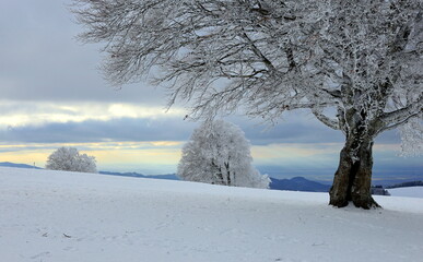 Windbuchen Auf Dem Schauinsland Bei