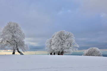 Windbuchen Auf Dem Schauinsland Bei