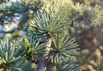Close up of pine needles