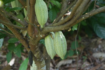 Ripe cacao pod growing on a tree trunk in a tropical garden, surrounded by green foliage and natural forest floor