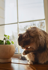 A long-haired cat washes on the windowsill