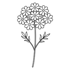 minimal achillea tomentosa line art on white background © Mariam