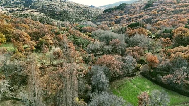 drone flight over grove field autumn winter ochre colors country