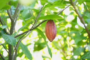 Ripe cacao pod growing on a tree trunk in a tropical garden, surrounded by green foliage and natural forest floor