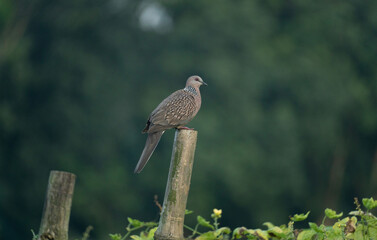 Fototapeta premium A Spotted dove (Spilopelia chinensis).