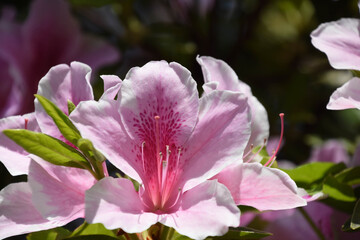 ピンクのつつじ