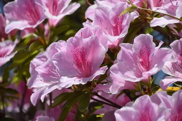 Fototapeten Azalee ピンクのつつじ  © 元木文佳