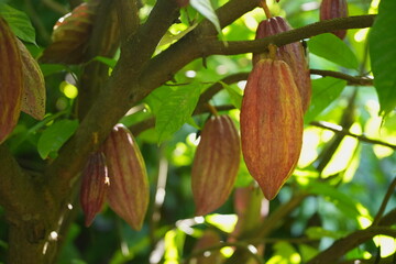 Ripe cacao pod growing on a tree trunk in a tropical garden, surrounded by green foliage and natural forest floor