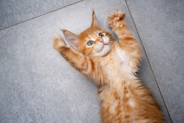 cute playful ginger kitten lying on it's back on the floor