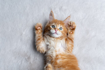 cute ginger kitten lying on back on white fur