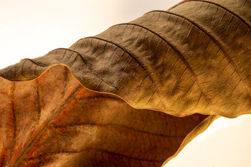 A close-up view of a brown autumn leaf showing natural texture, rich colors, and detailed veins