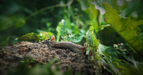 Deroceras agreste is a species of air-breathing land slug in the family Agriolimacidae. Its common...