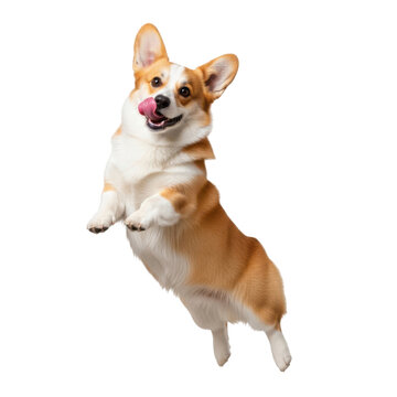 Happy corgi jumping isolated on transparent background