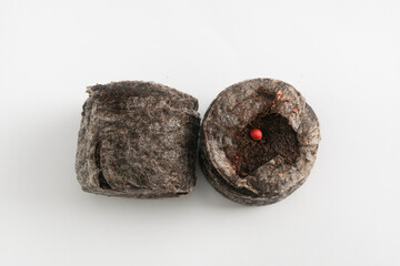 Peat tablets with seeds soaked in water on a white background. Isolated. Macro