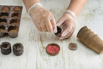 A woman's gloved hands plant vegetable seeds of a variety into a soaked peat tablet for growing seedlings