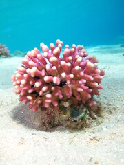 Finger Coral(Stylophora pistillata)