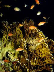 Net Fire Coral (Millepora dichotoma) Taking in Red Sea, Egypt.