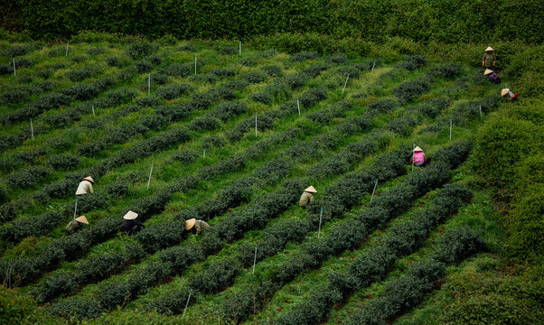 Vietnamese workers harvesting tea in lush fields of Da Lat, Vietnam
