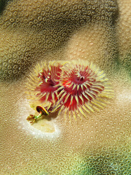 Christmas Tree Worm. Spirobranchus giganteus. Taken in Sharm El Sheikh, Egypt.