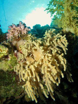 Finger Leather Coral (Sinularia polydactyla). Taken in Sharm el Sheikh, Egypt.