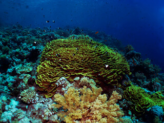 A large Lettuce Coral on a tropical reef. ( Turbinaria reniformis).