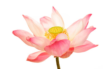 Beautiful Pink Lotus Flower with Soft Petals and Yellow Center