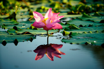 Pink Lotus Flower Reflection in Calm Water Surrounded by Leaves
