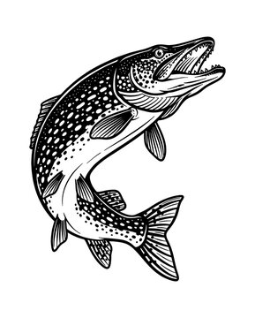 Detailed Northern Pike Fish Leaping Aggressively with Open Mouth and Sharp Teeth Black and White Illustration