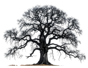 Bare, old tree, sprawling branches, against dark backdrop