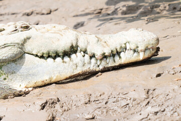 American Crocodile sunning on the banks of Costa Rica