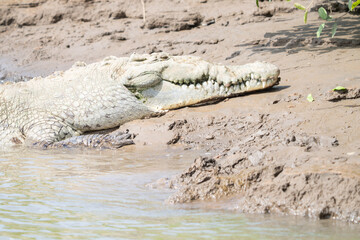 American Crocodile sunning on the banks of Costa Rica