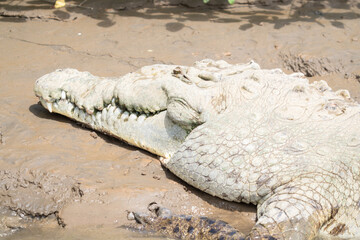 American Crocodile sunning on the banks of Costa Rica