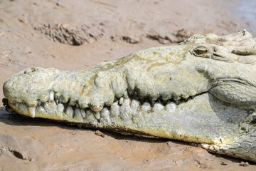 American Crocodile sunning on the banks of Costa Rica