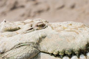 American Crocodile sunning on the banks of Costa Rica