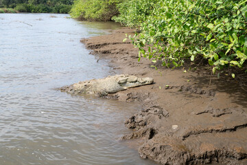 American Crocodile sunning on the banks of Costa Rica